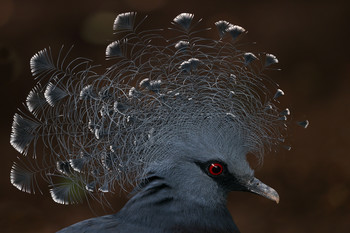 Kopfschmuck / Portrait