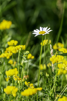 White in a Sea of Yellow / This one white daisy in a sea of yellow sure looks stunning