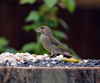 Yellow Wagtail / ***