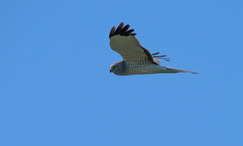 Northern harrier / ***