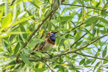 Bluethroat / ***