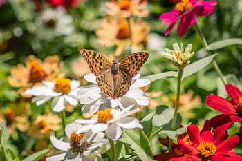 Día de flores / Proceso de las mariposas.