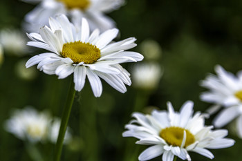 Shasta Blooms / The bloom on these Shasta Daisies made foe a pretty picture