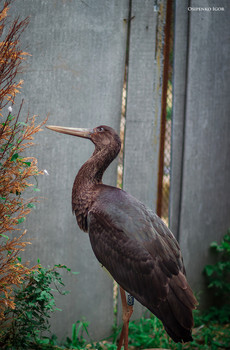 Black Stork / ***