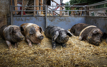 4 Schweine / 4 Schweine