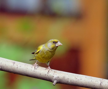 Yellow Wagtail / ***