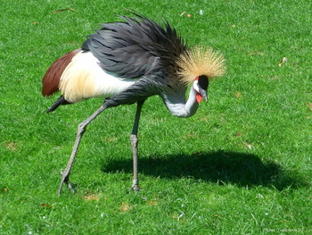 Crowned Crane / ***