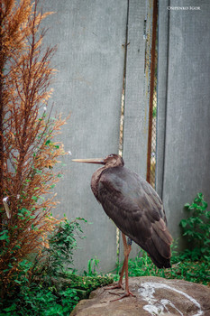 Black Stork / ***