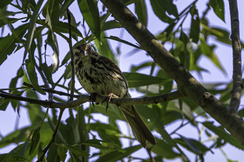 Brown Thrasher / This brown Trasher was hanging around in the trees looking for food