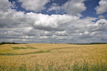 &nbsp; / Ein Gerstenfeld mit starken Wolken.