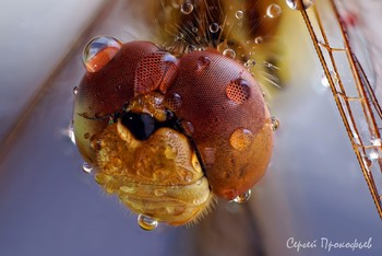 In the morning dew ... / ***