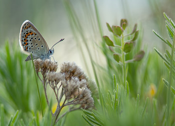 About a butterfly / ***
