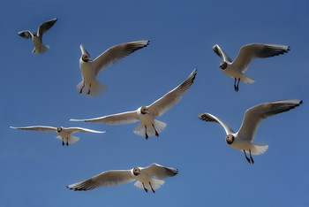 Bird / ***
