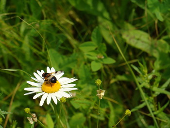 Chamomile / ***