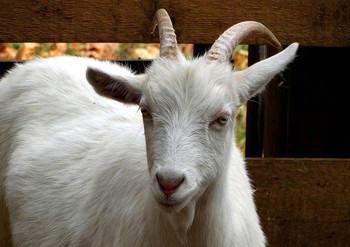 Goat-Boxthorn / ***