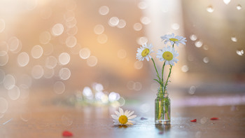 Still life with daisies / ***