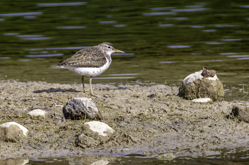 Spotted Sandpiper / This spotted Sandpiper was enjoying this small bit of sand