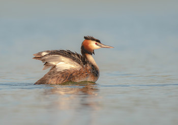 Great Crested Grebe / .....