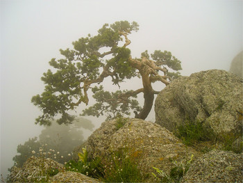 Pine in the fog / ***