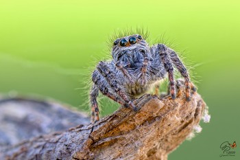 Jumping spider / Philaeus chrysops - female