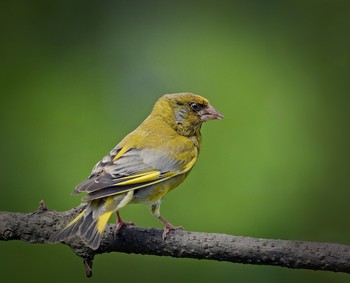 Yellow Wagtail / ***
