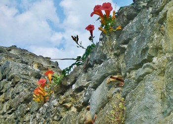 And on the stone, the flowers grow ... / ***