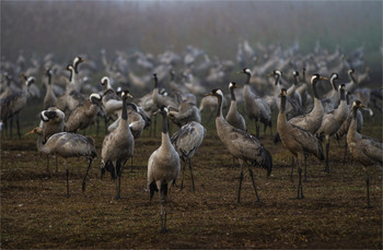 Crane / ***