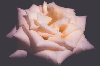 Rose / ***