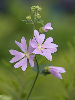 Flowers / ***