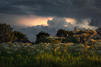 Thickets of Hogweed / Dramatic evening view with Hogweed thickets