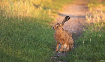 European hare / The field hare, also called hare for short, is a mammal from the hare family. The species inhabits open and semi-open landscapes. Its natural range covers large parts of the south-western Palearctic; however, due to numerous naturalisations, the brown hare is now found on almost all continents. Due to the strong intensification of agriculture, the population of the brown hare is declining in many regions of Europe. The Schutzgemeinschaft Deutsches Wild has declared the brown hare the animal of the year for 2001 and again for 2015.
(Wikipedia)