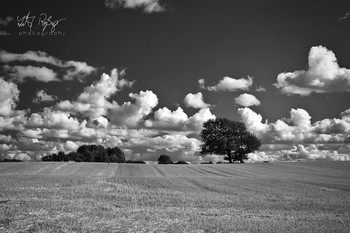 Der Himmel ist so hoch... / Erntezeit während des Sommers.