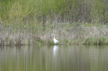 Egret / ***