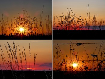 am Ende des Tages / Sonnenuntergang, Gräser im Abendlicht