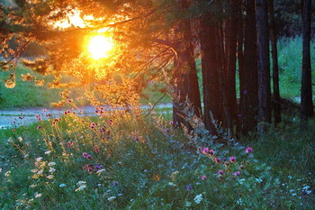 Evening / ***