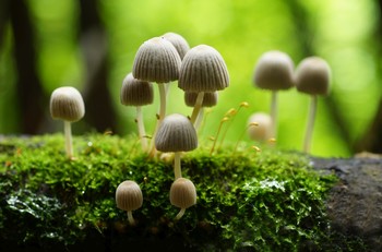 Summer walk / Coprinus disseminatus...