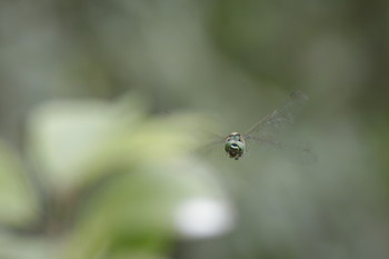 Dragonfly / ***