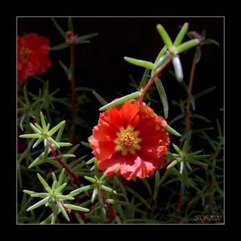 The Scarlet Flower / [img]https://i.imgur.com/6USwVA6.jpg[/img]