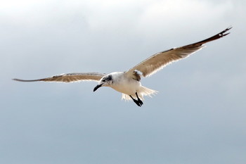 with a broken wing / ***