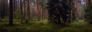Evening forest / ***