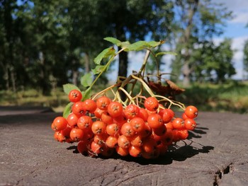 sign of autumn / ***