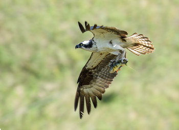 Osprey (female) / ***