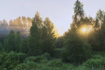 Sunrise in the forest / ***