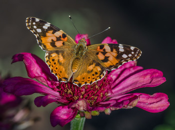 Painted lady / ***