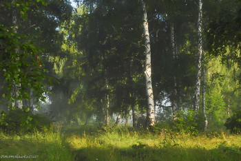 In the birch forest / ...