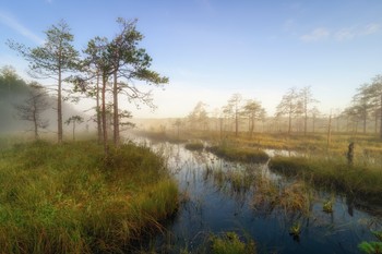 Morning in the swamp / ***