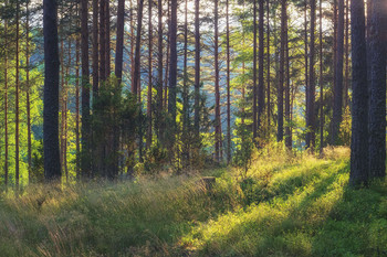 Spring Forest / ***