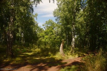 Russian Forest / ...