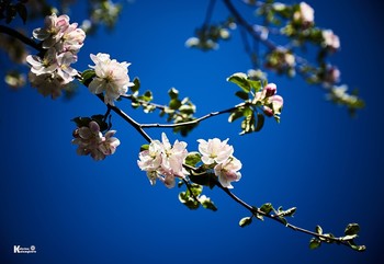 Apple blossom / ***