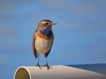 Bluethroat / ...